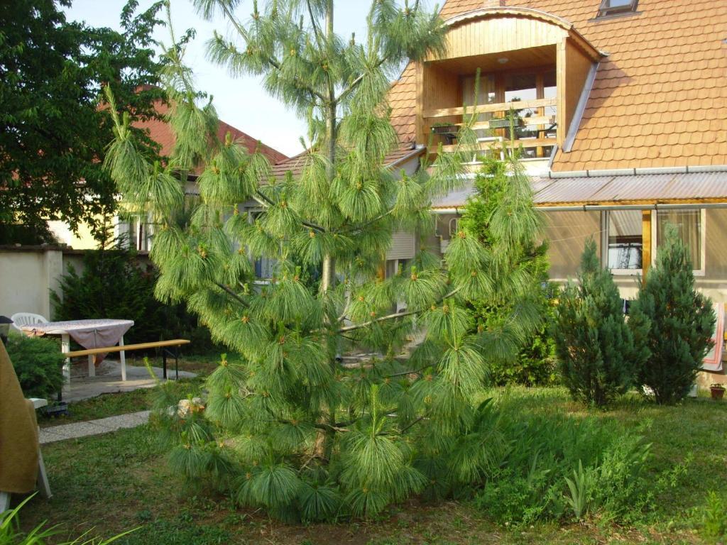 Komfort Apartman Eger Kültér fotó